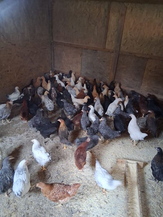 Puicuțe ouătoare de vânzare