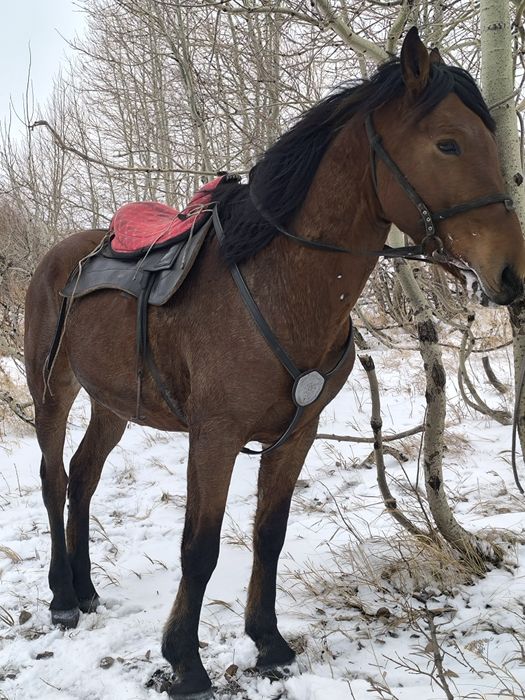 Айгыр мощный! заряженный!