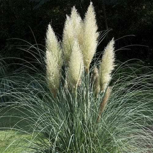 Vindem Iarba Pampas - Originala - La 100-130 cm! Producator!