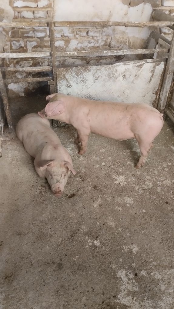 Продавам 12 бр.Прасета българска  бяла.Мъжките са скопени.