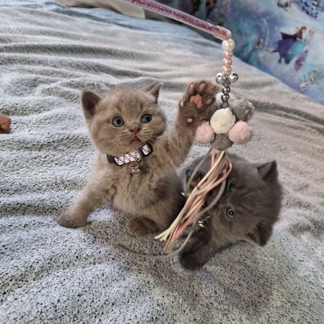 Чистокровный британский котёнок