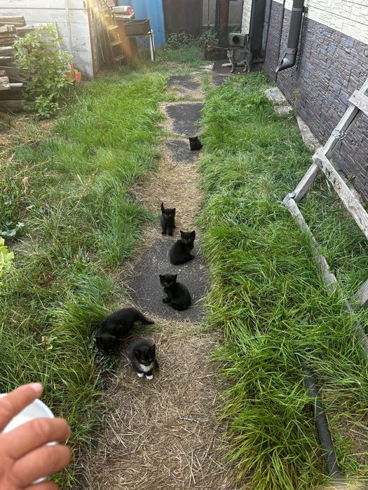 Котята 1 месяц 6 штук