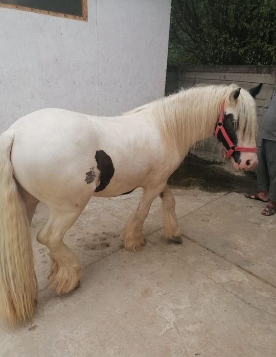 Vând Gypsy Vanner/Irish Cob