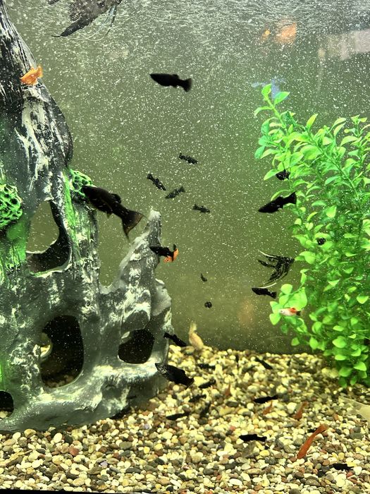 Меченосец и моллинезия