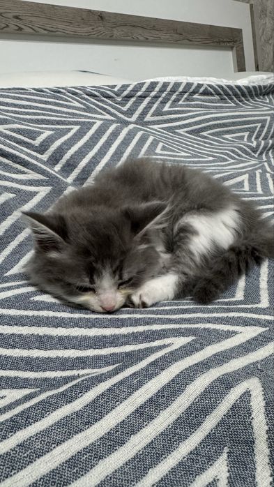 Отдам котенка в хорошие добрые руки.