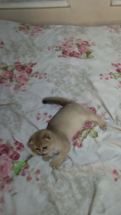 Sotiladi Skotish fold