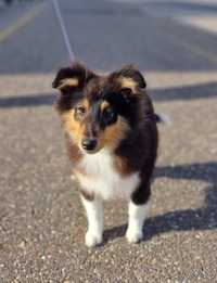 Pui Sheltie ( Shetland Sheepdog)