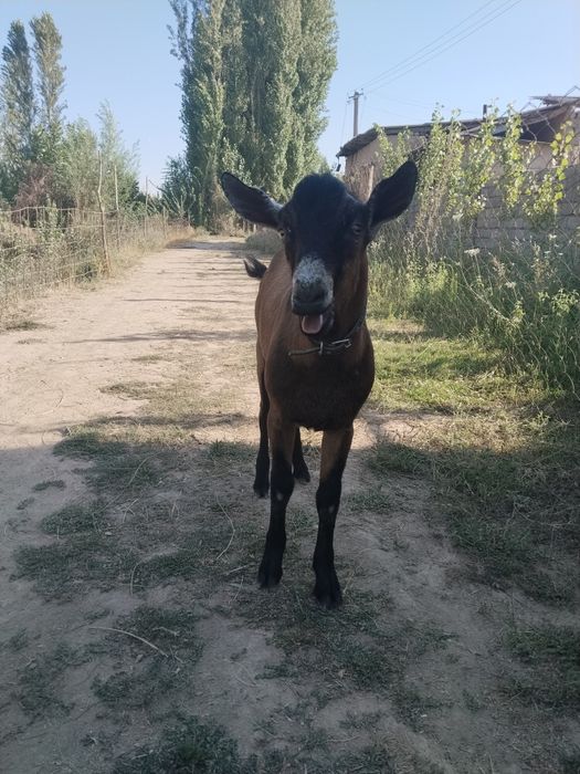 Chex Alpin taka sotiladi