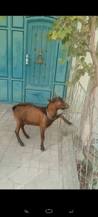 Alpin taka Artyom laqabli
