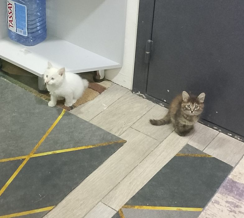 Бесплатно котята