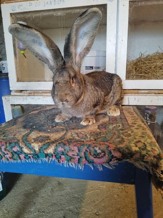 Femela uriaș german