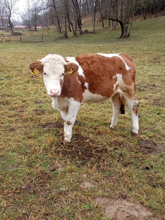 Vitea de vânzare Vidra ,Alba