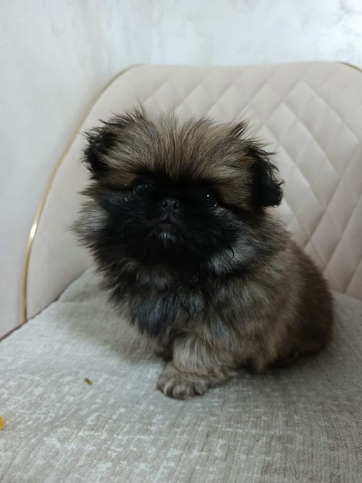 Vând catelusa Pechinez Imperial