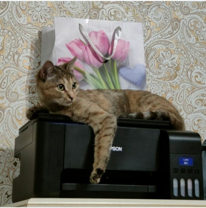 Ищем новый дом для нашей девочки