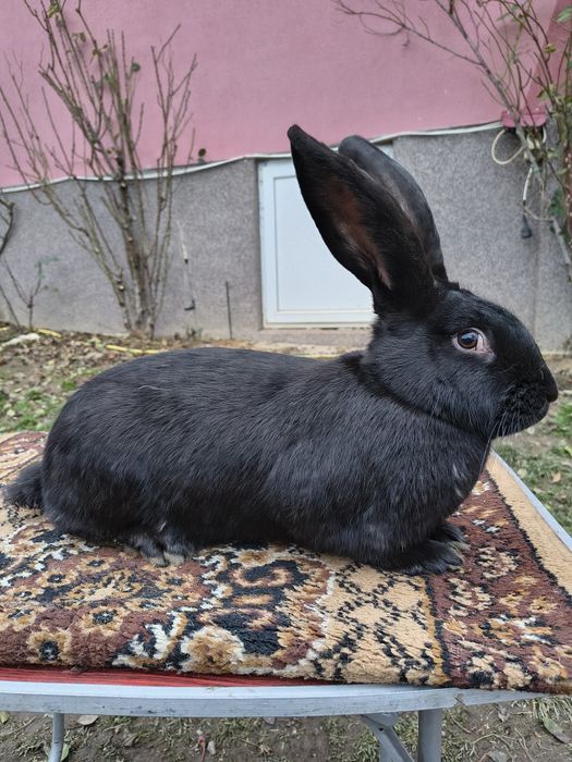 Femelă Pestriț German