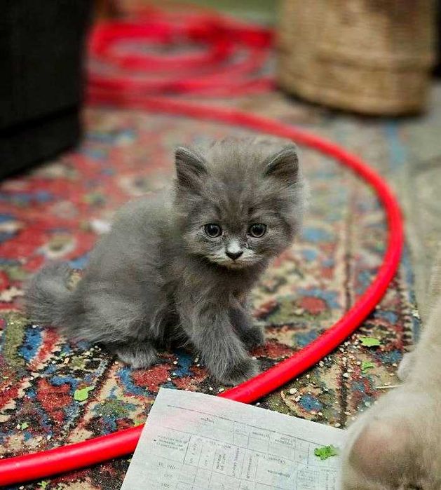 кошка шотландский