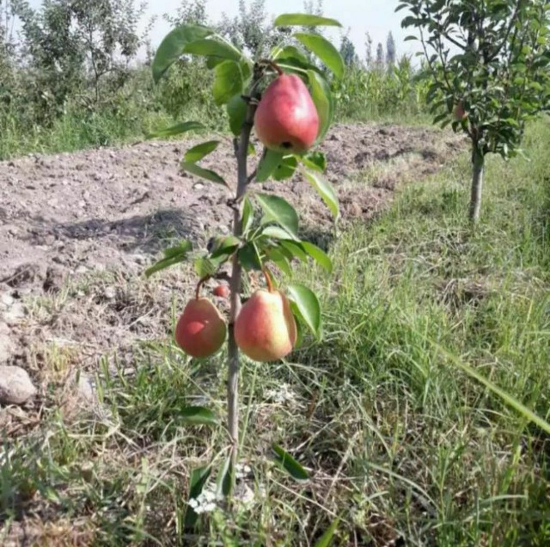 Karlek va polekarlek kuchatlar