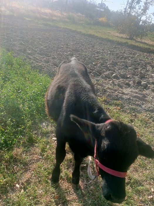 Яхши навосча сотилади арзон