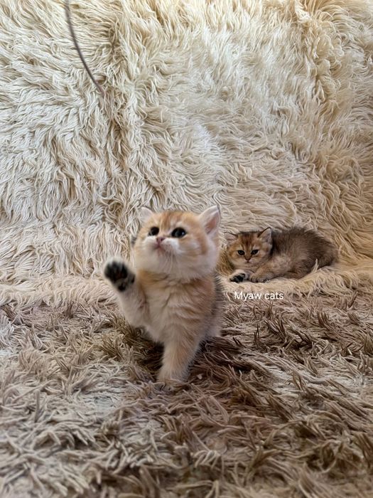 Продаётся Шотландских котята