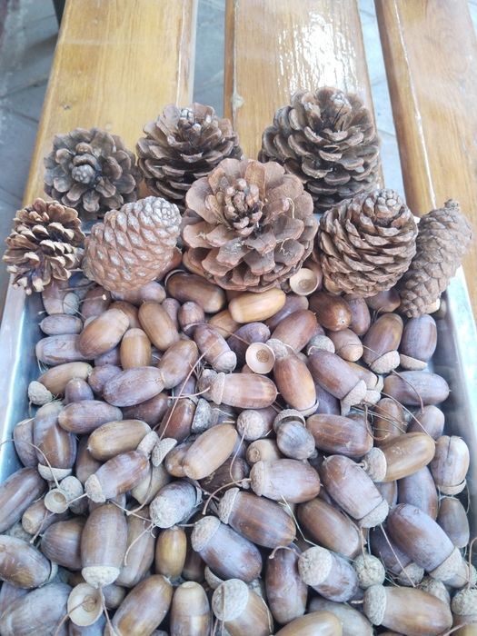 Жёлуди дубовые, каштаны и шишки