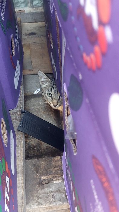 Катенок,кошка, кот