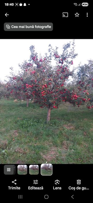 VÂND MERE IDARET 3,80 lei kg Mutiu Florina 3,30lei kg