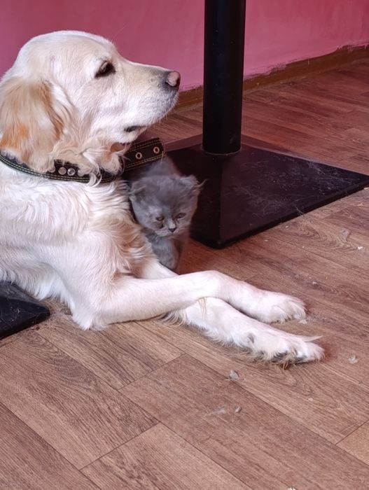 Продается Голден ретривер