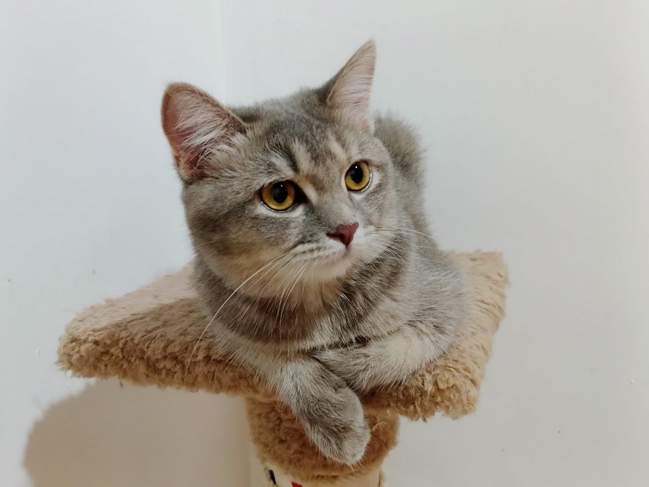 Разные котята Скоттиш фолд и Страйт