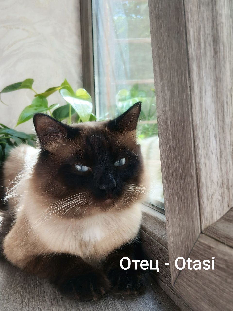 Сиамские котята на продажу