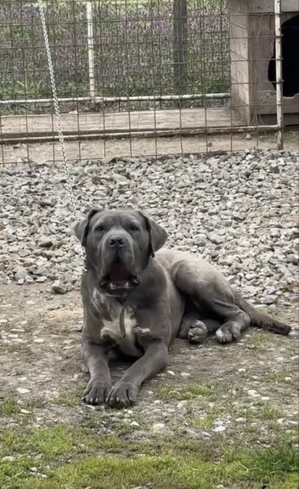 cane corso 2 ani jumate