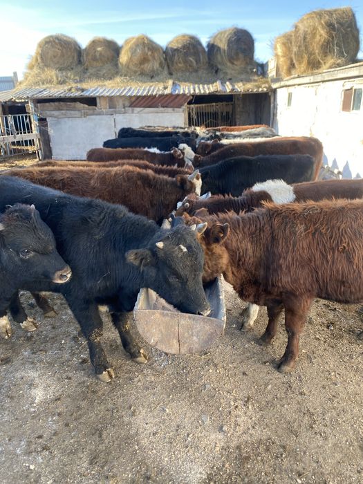 Продам телята подсос до года