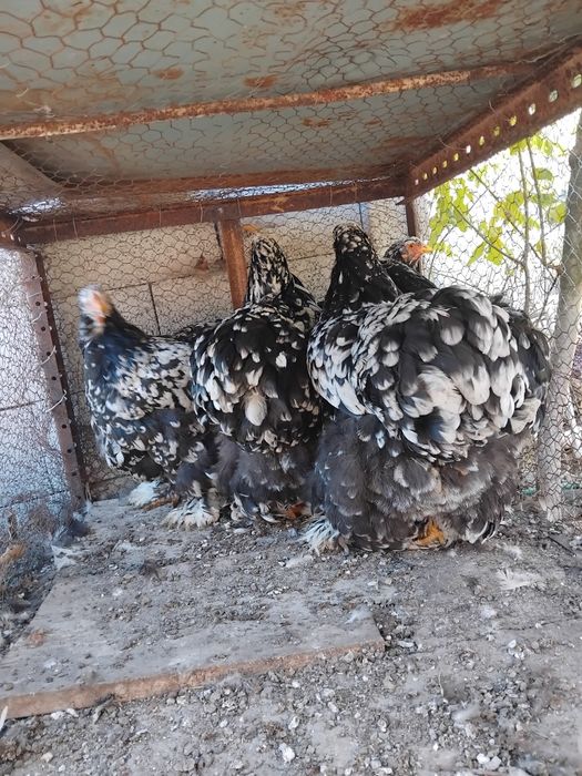 Gaini si pui Cochinchina urias negru bobat