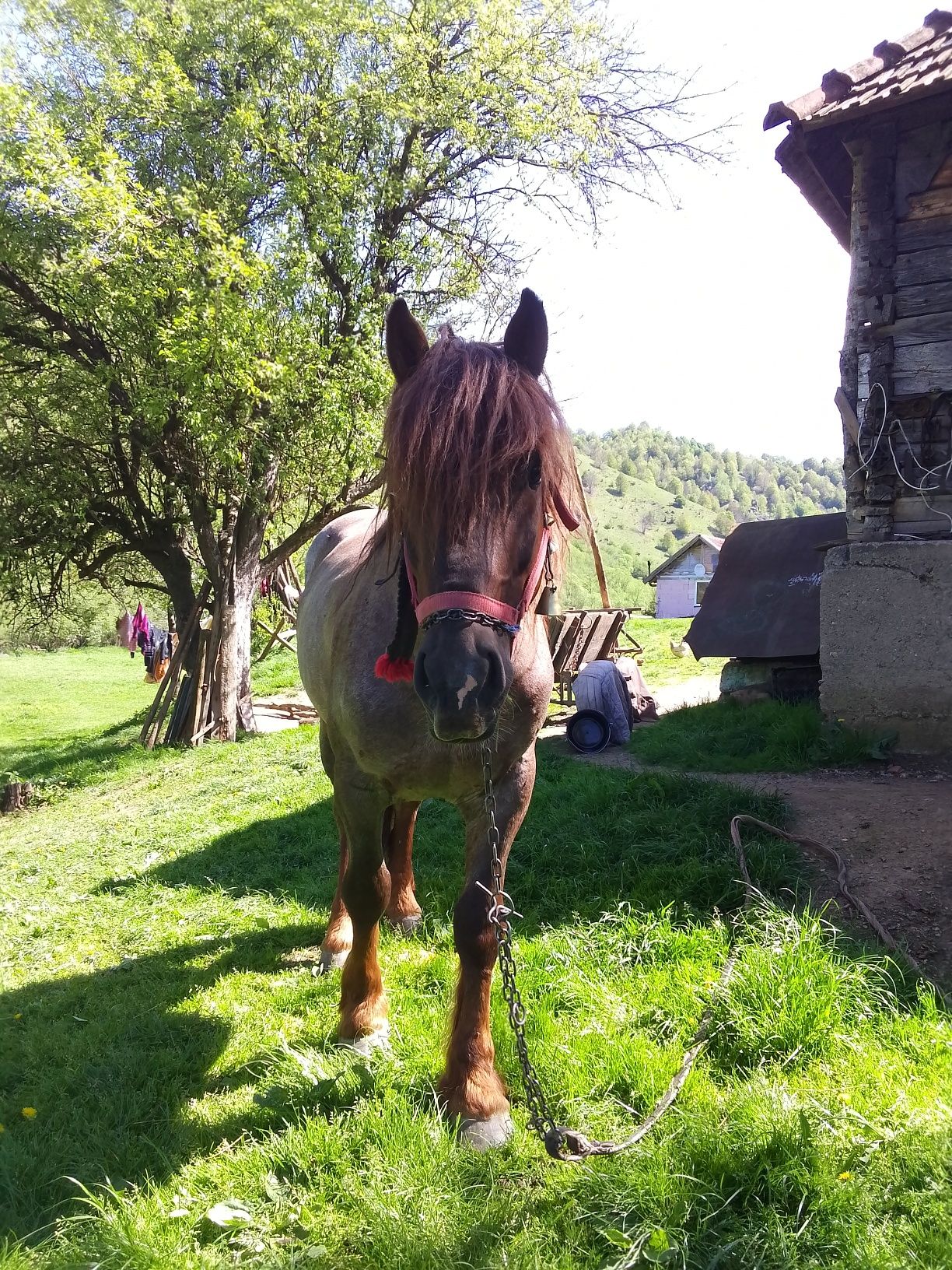 Vând harmasar garantat de pădure și casă pn m-ai mute la telefon