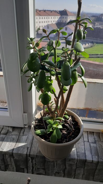 Trandafir japonez, arbore planta  cauciuc la ghiveci