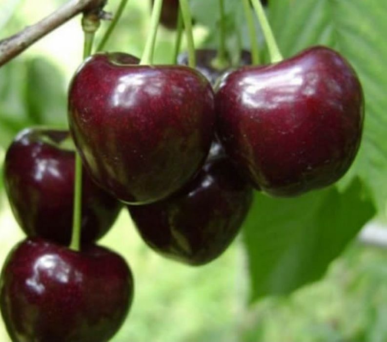 Pomi Fructiferi din GliStrămoșească (Cires)