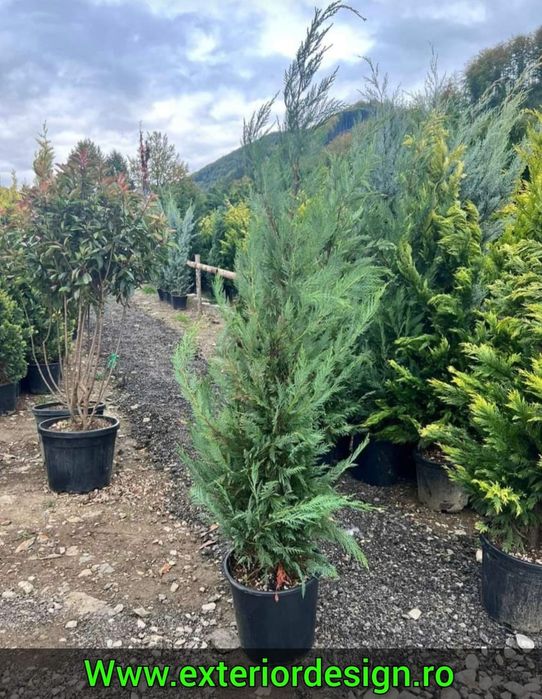 Chiparos Cupressocyparis Leylandii ( gard viu vesnic verde