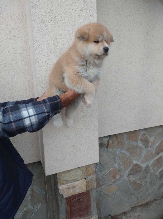 Продавам кученца акита ину