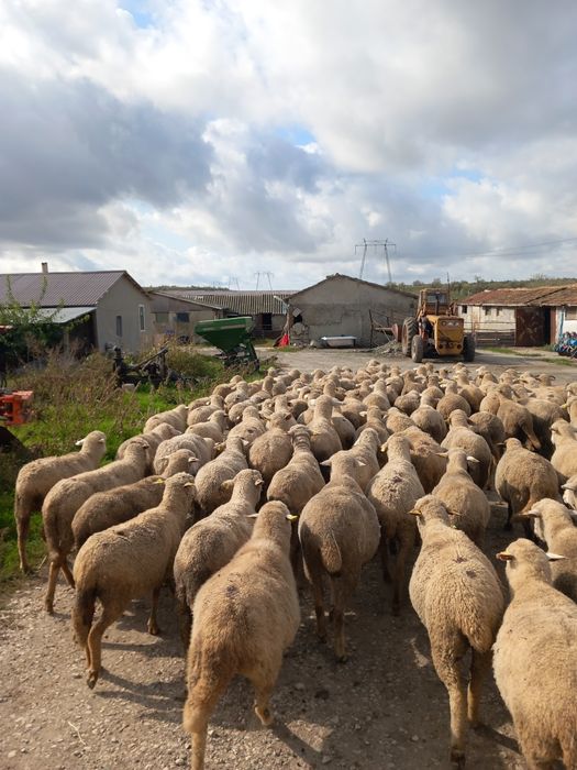 Vand 100 de oi merinoase