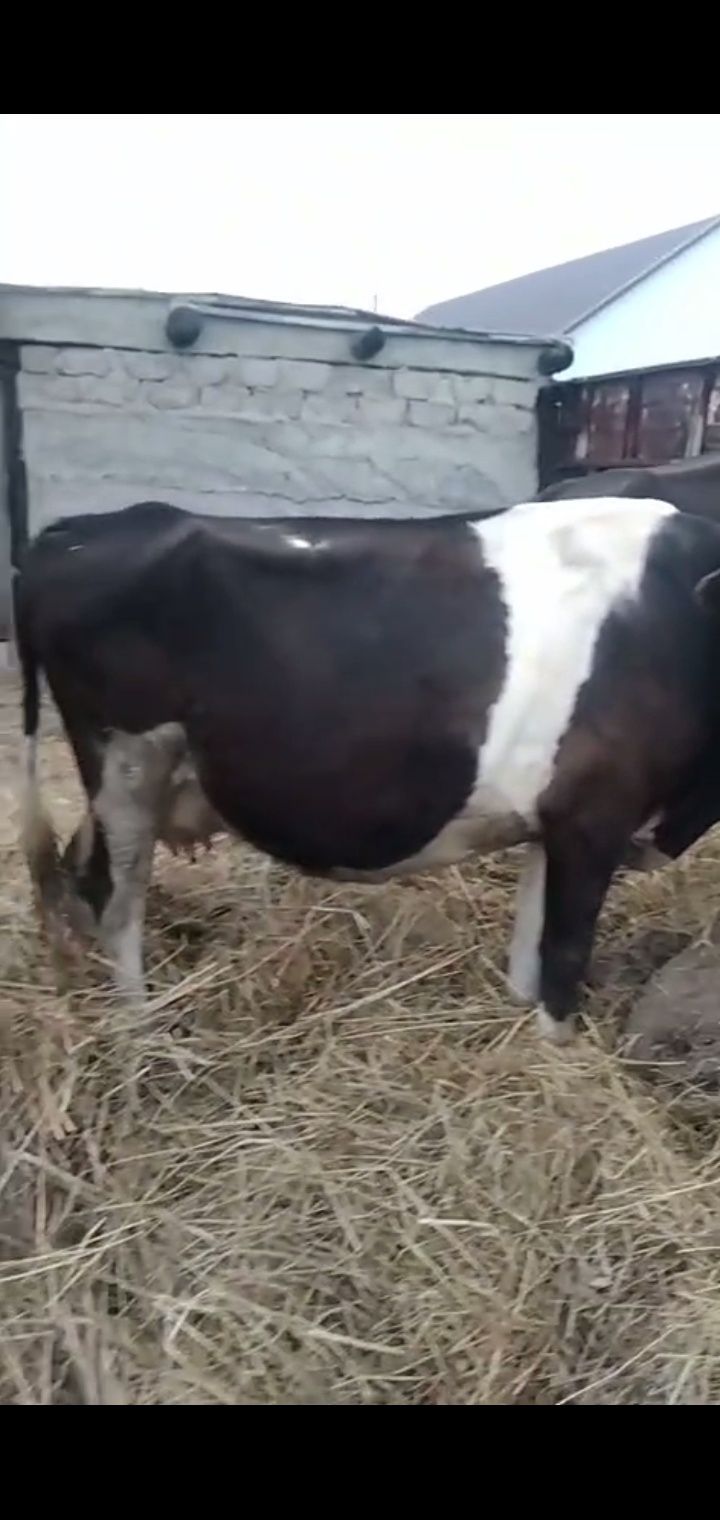 Продам дойную корову 6 лет