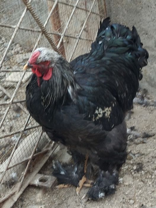 Хурозла сотилади.Брама кора.