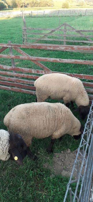 Berbeci suffolk crescuți în gospodărie proprie