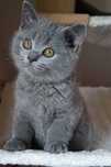 British shorthair