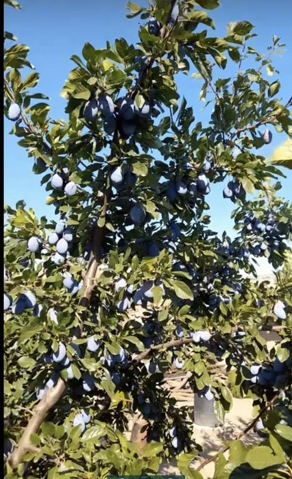 Vand prune de tuica