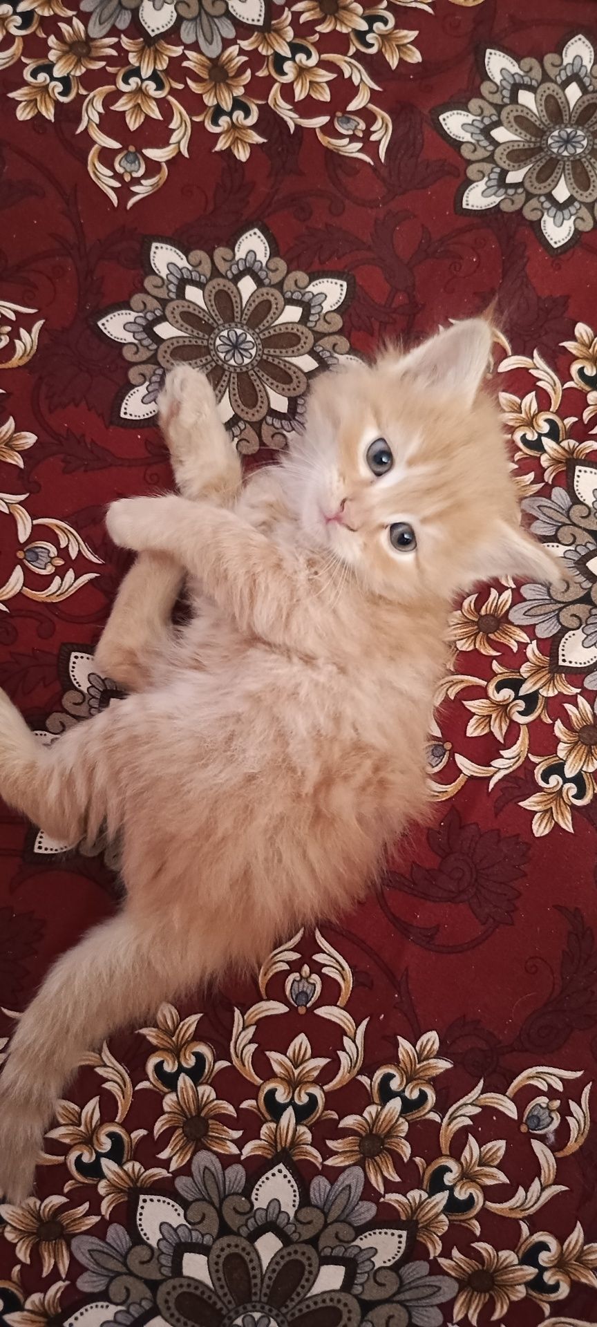 Срочно от даём в добрые руки котят домашние
