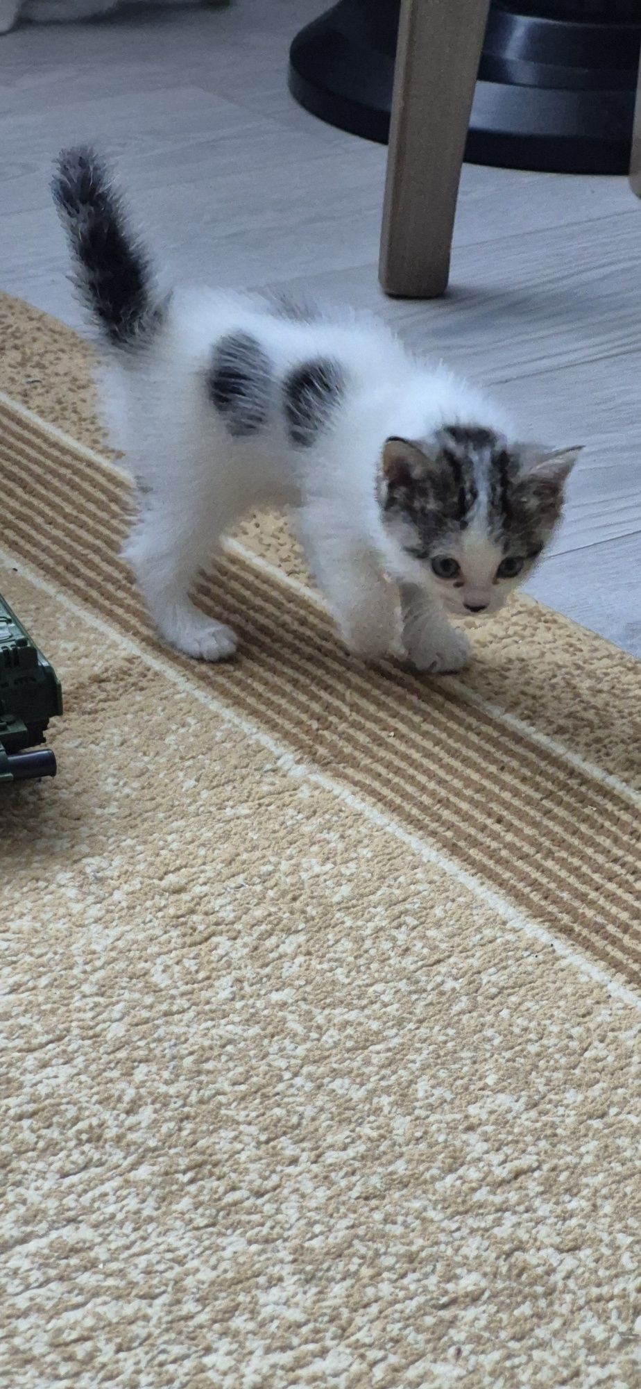 Котята ищут дом  к лотку приучены обработаны домашние
