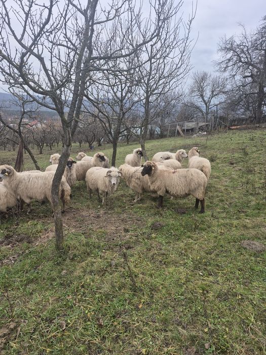 Vând oi turcane gestante