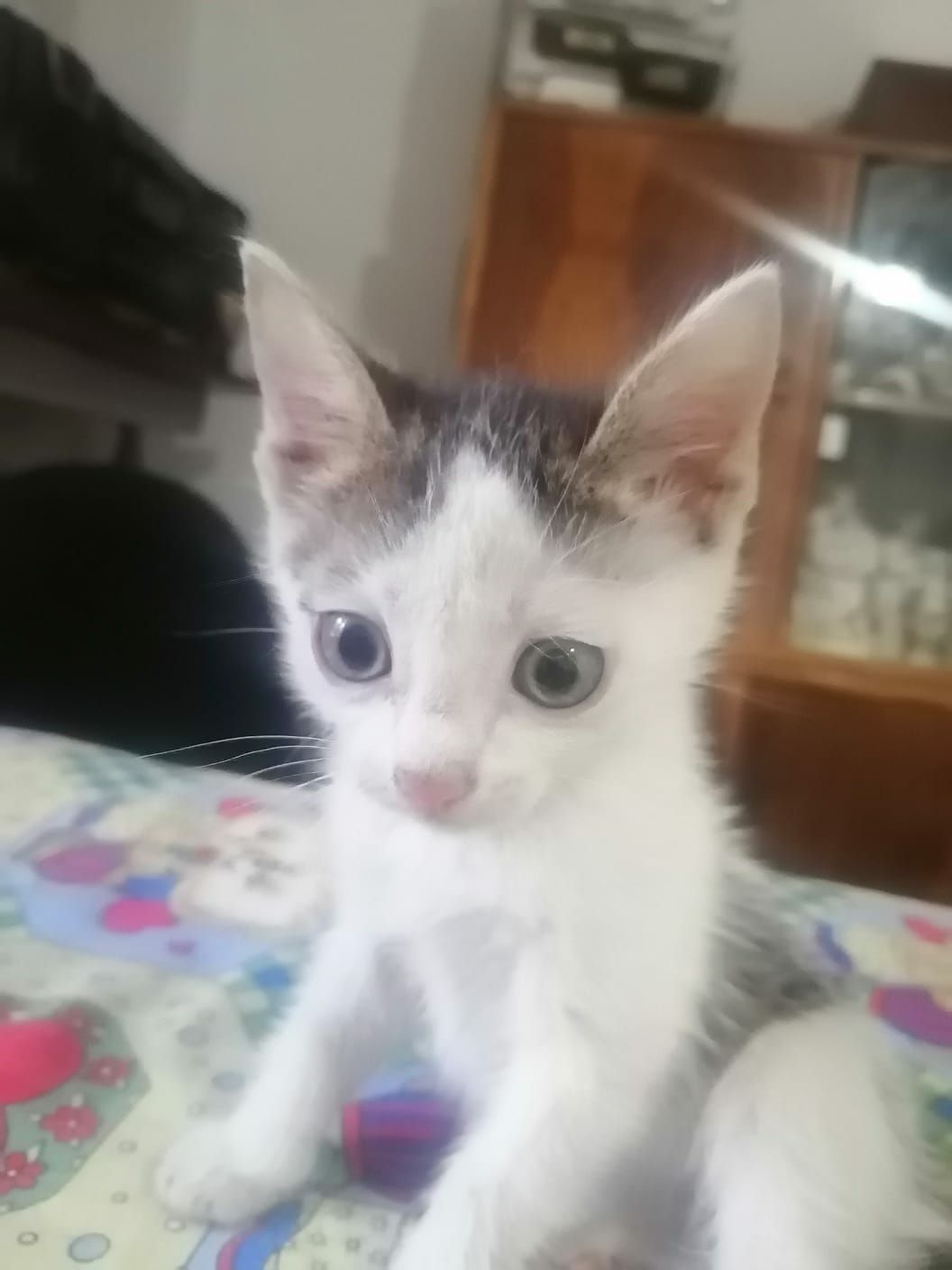 Котята ищут дом и самых любящих хозяев