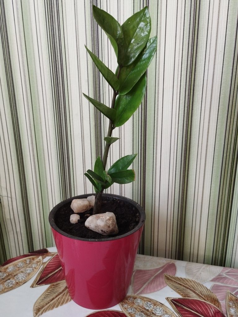 Продам замиокулькас