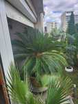 Vand 1 portocal+1 palmier Cycas