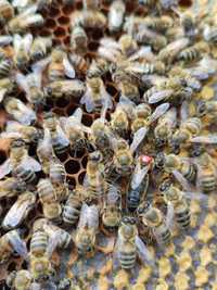 Roiuri de albine pe 5-7 rame 1/1 și 3/4 regine 2024 hibrizi Carnica